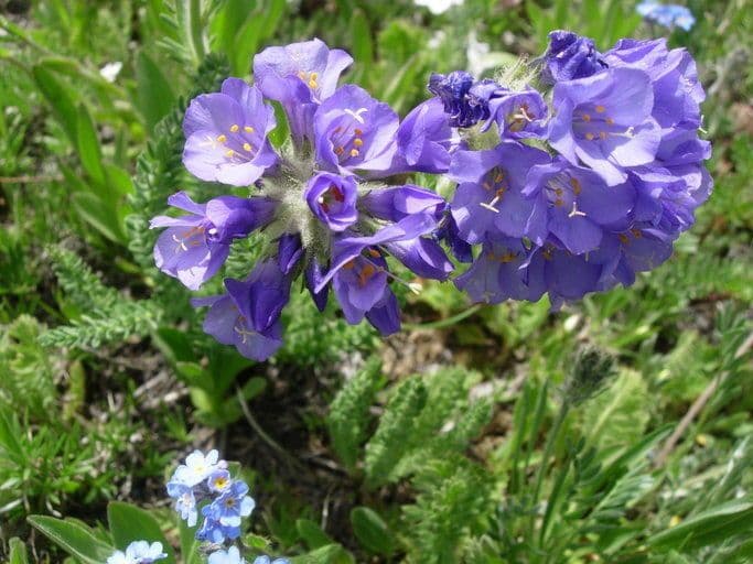 Polemonium viscosum 2