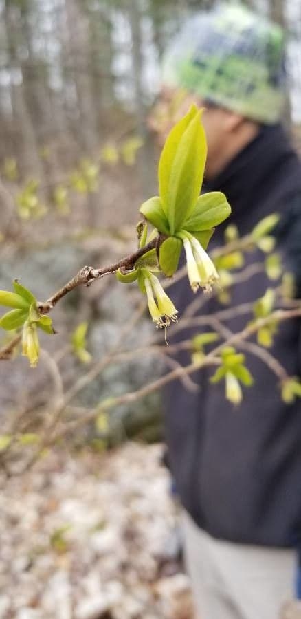 Dirca palustre 6