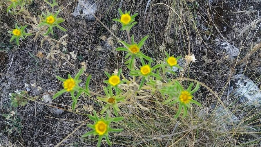 Asteriscus acquatico 19