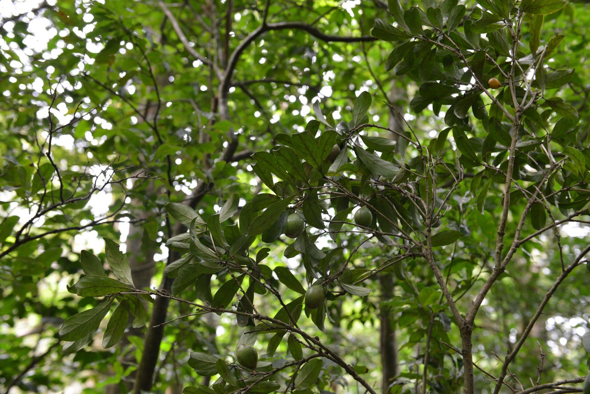 Pouteria 2