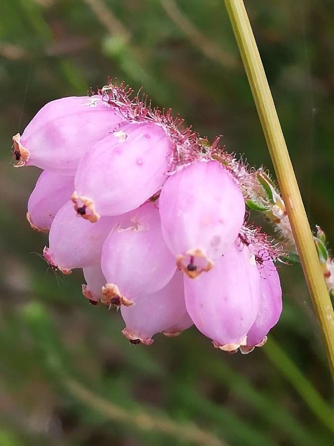 Glocken-Heide 5