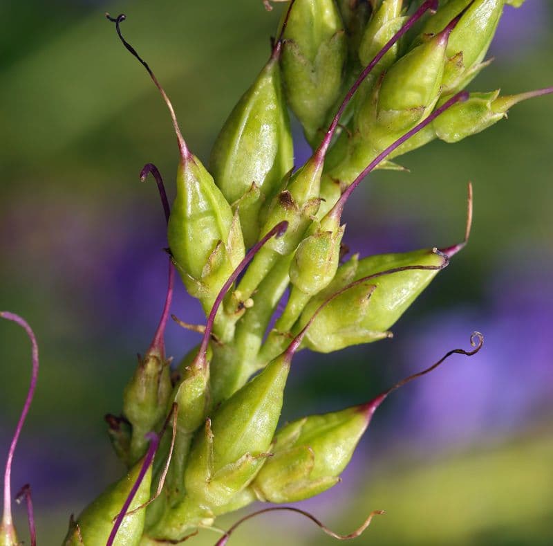 Penstemon