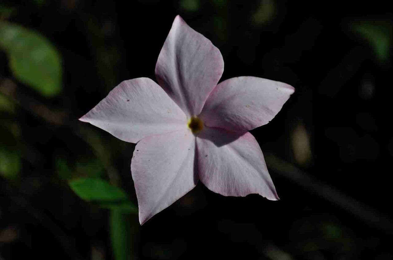 Mandevilla