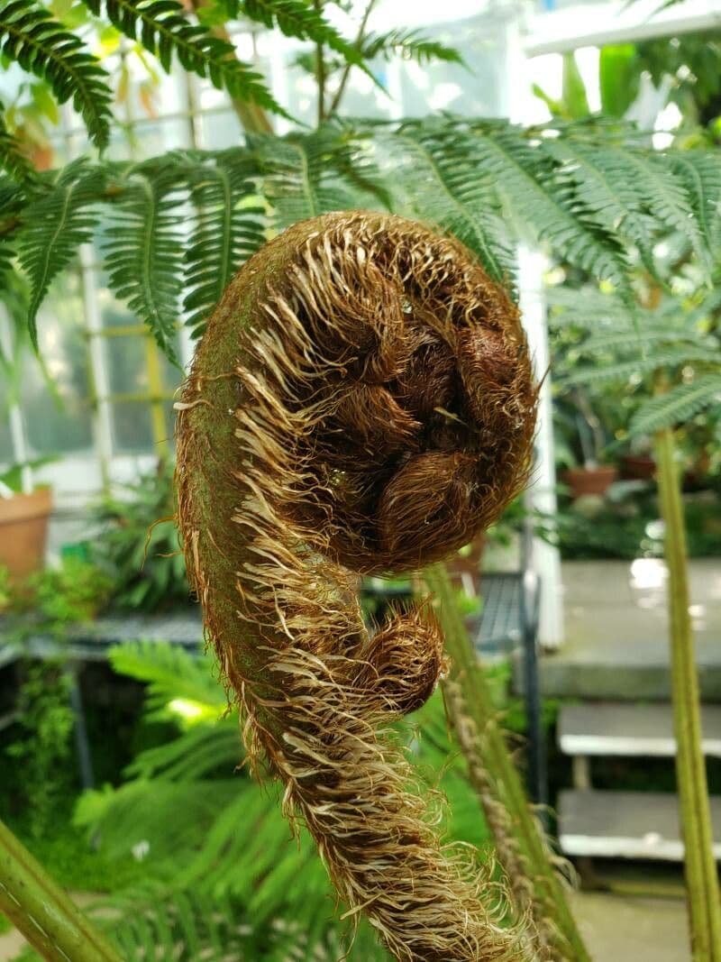 Sphaeropteris 20
