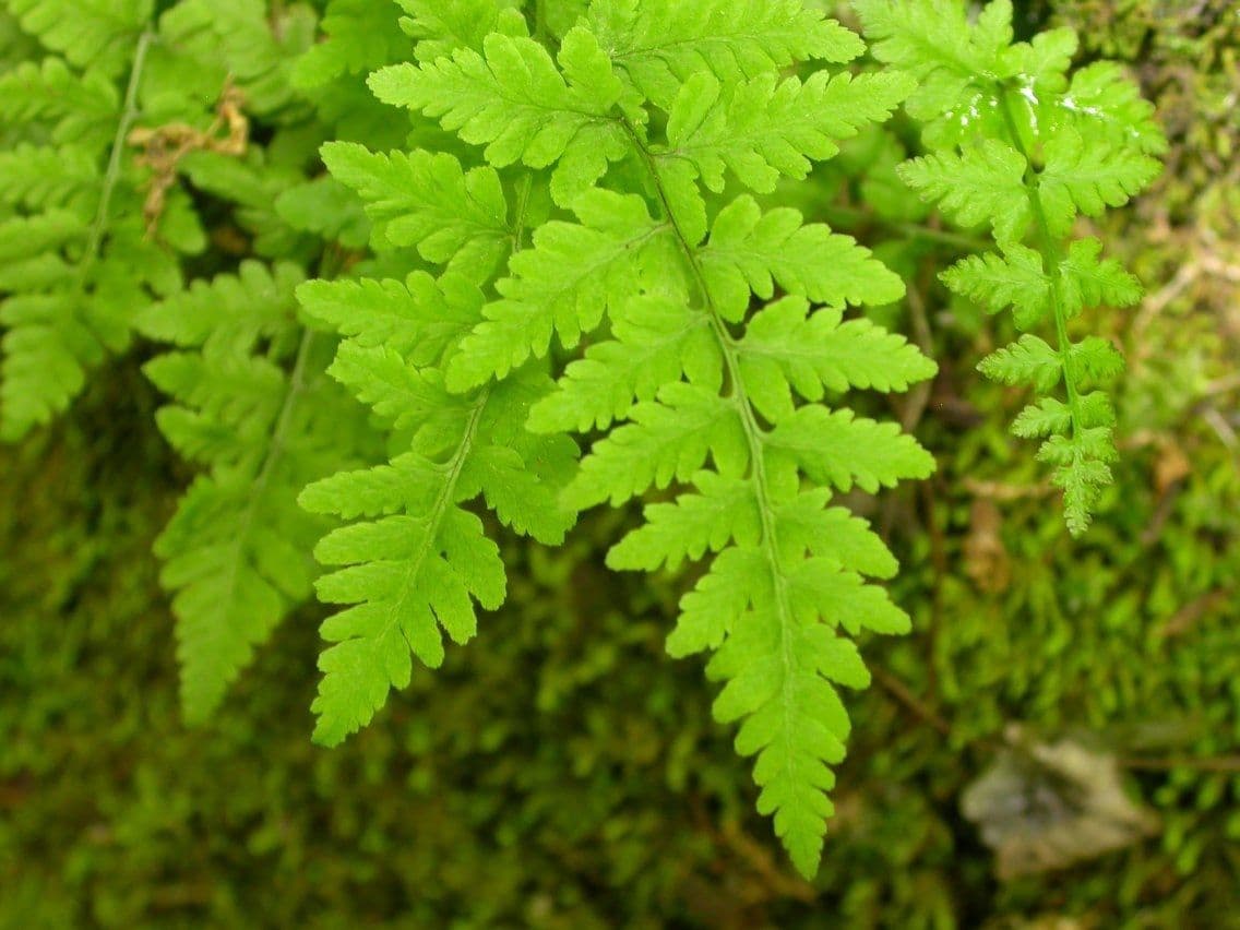 Cystopteris 3