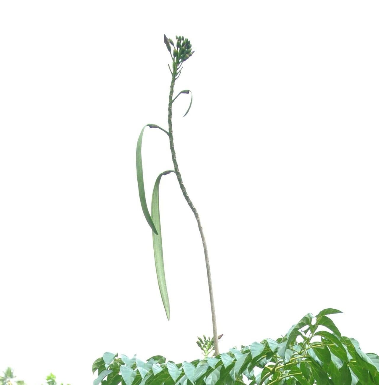 Oroxylum indiano