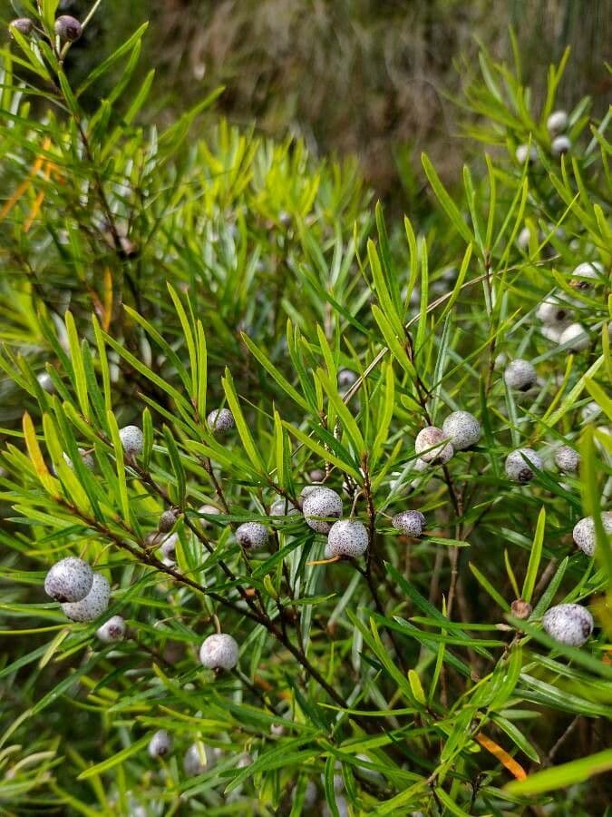 Variable tea-myrtle 4