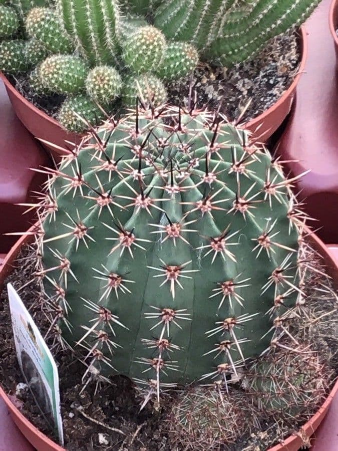 Goldene Osterlilienkaktus 8