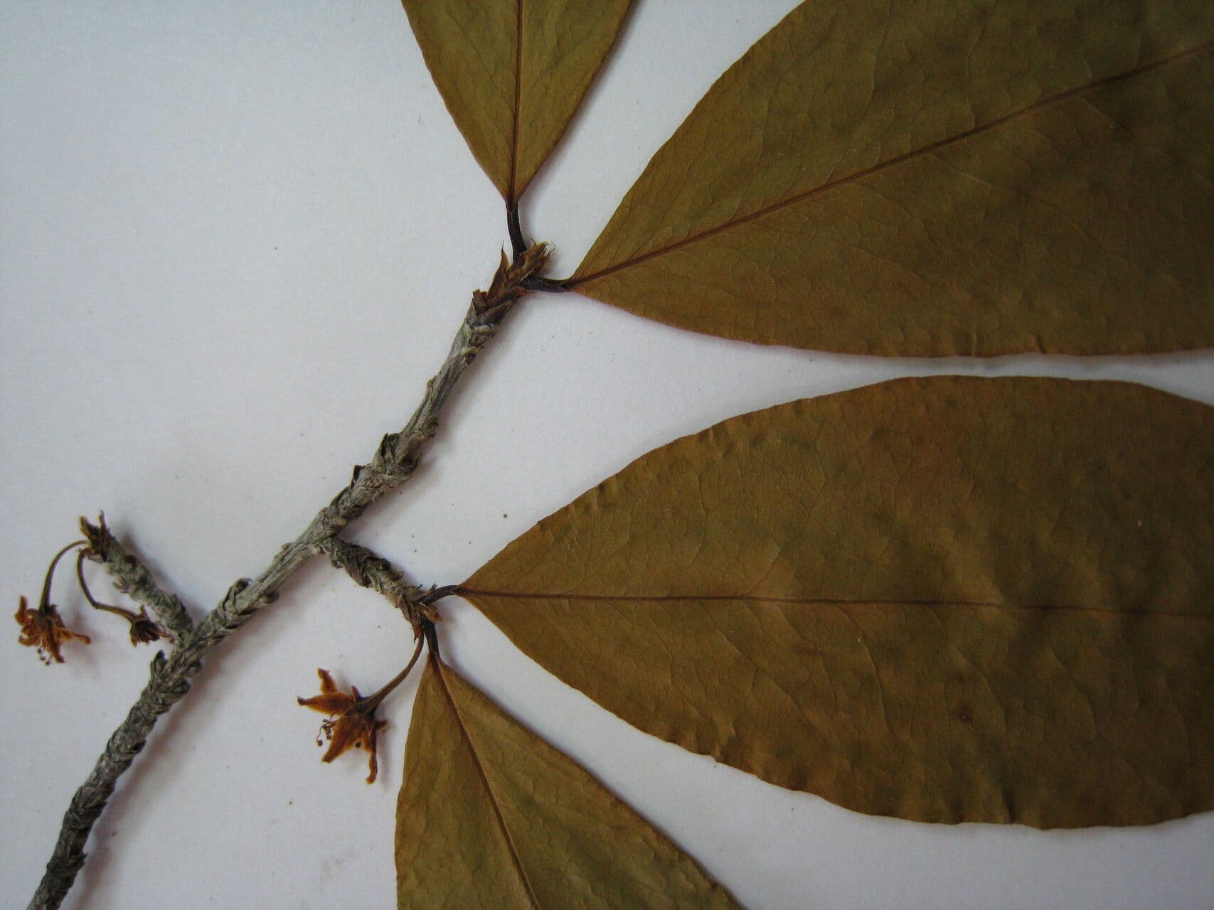 Erythroxylum 2