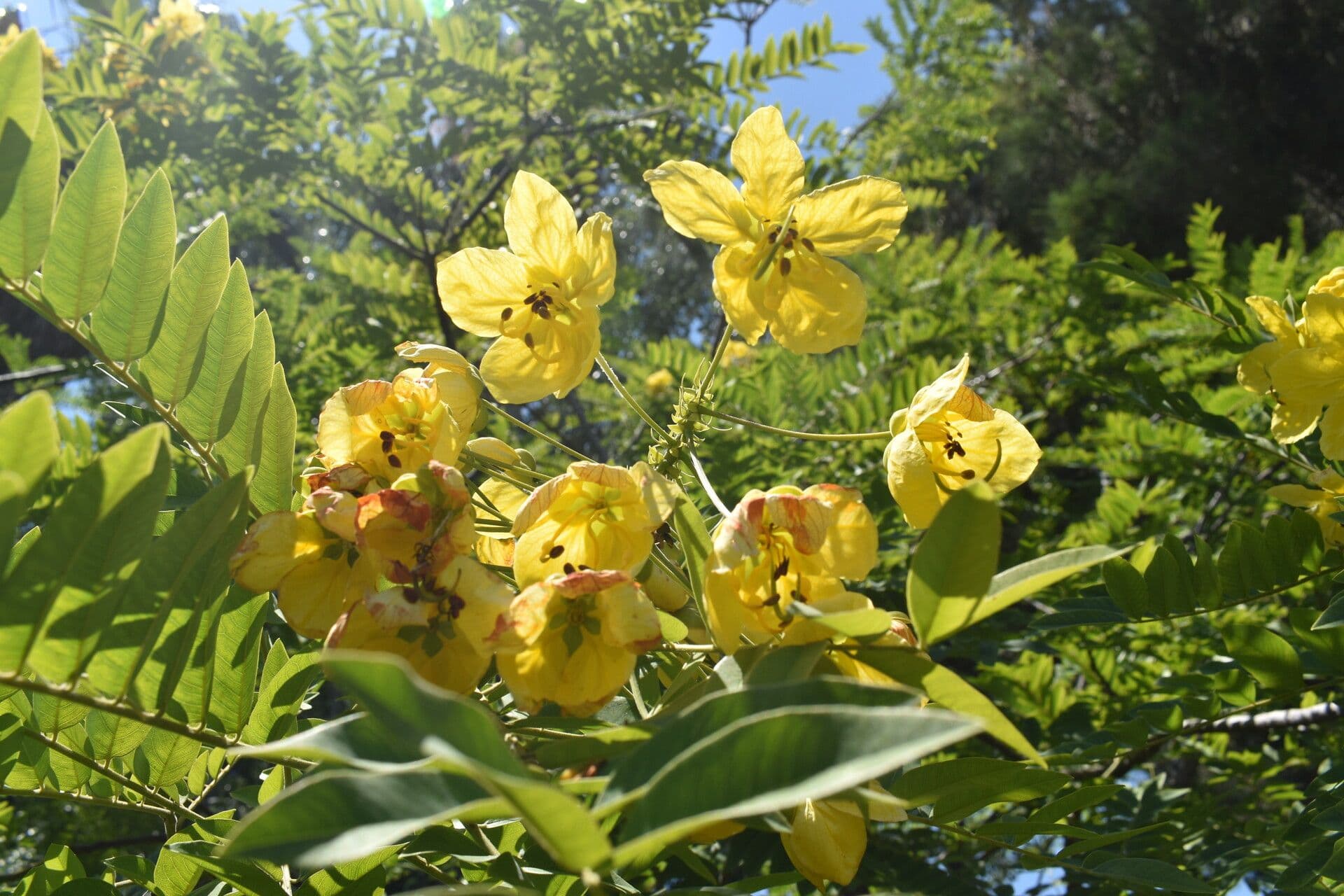 Cassia 7