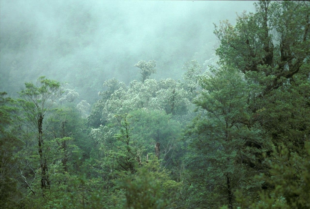 Eucryphia 9