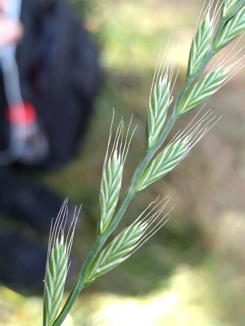 Jílek mnohokvětý 8