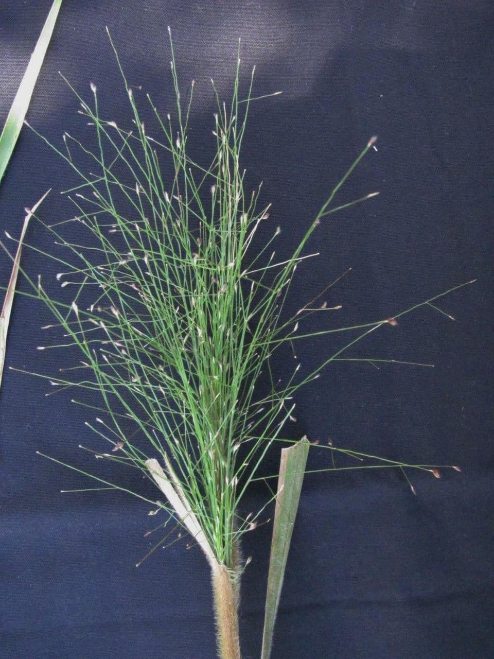 Panicum rudgei 5