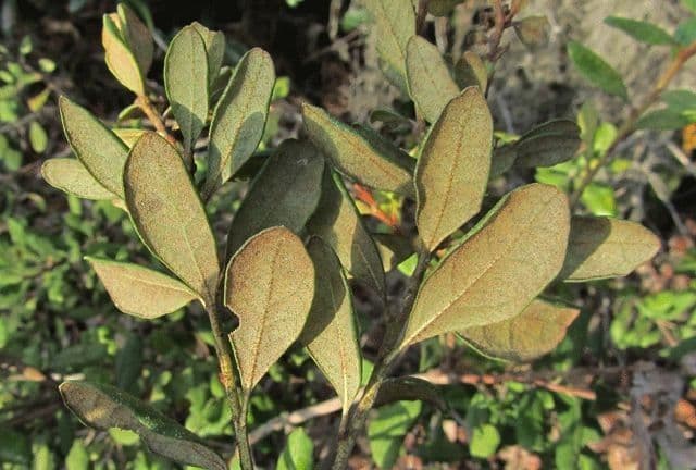Lyonia rezavá 6