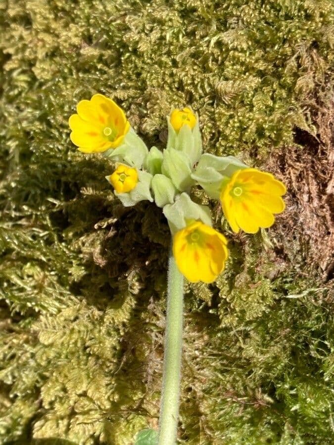Primavera 27