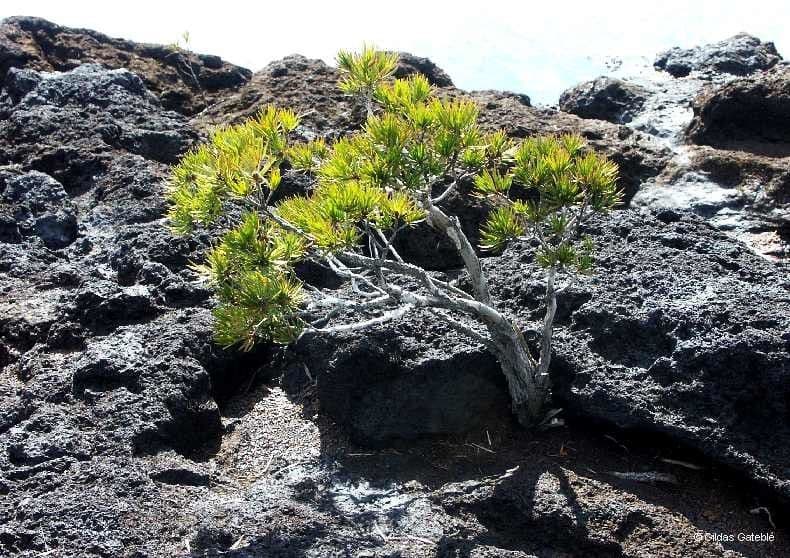 Melaleuca 6