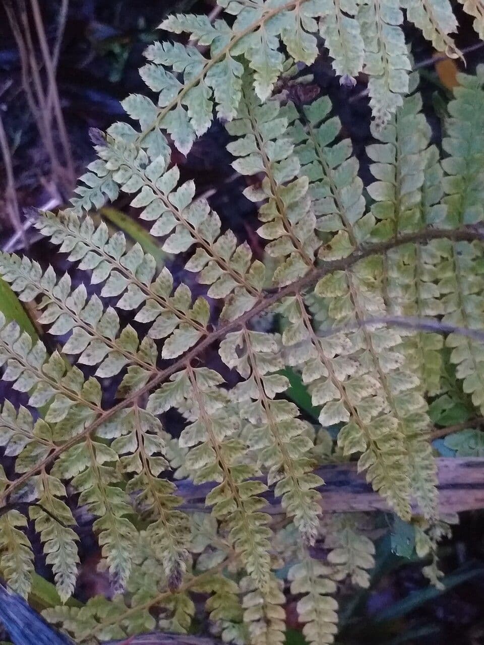 Polystichum retrosopaleaceum 2