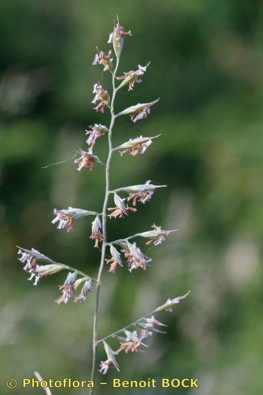 Festuca pallida