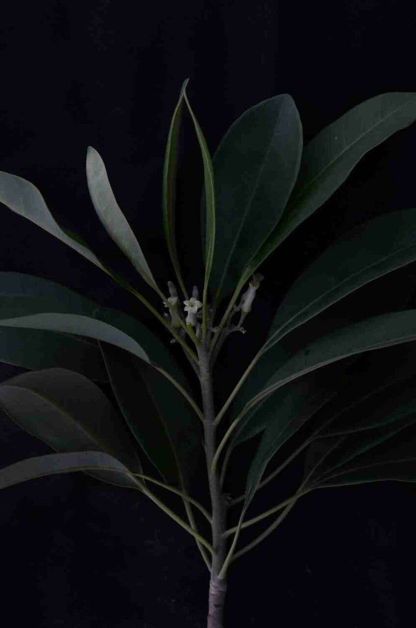 Aspidosperma australe 7