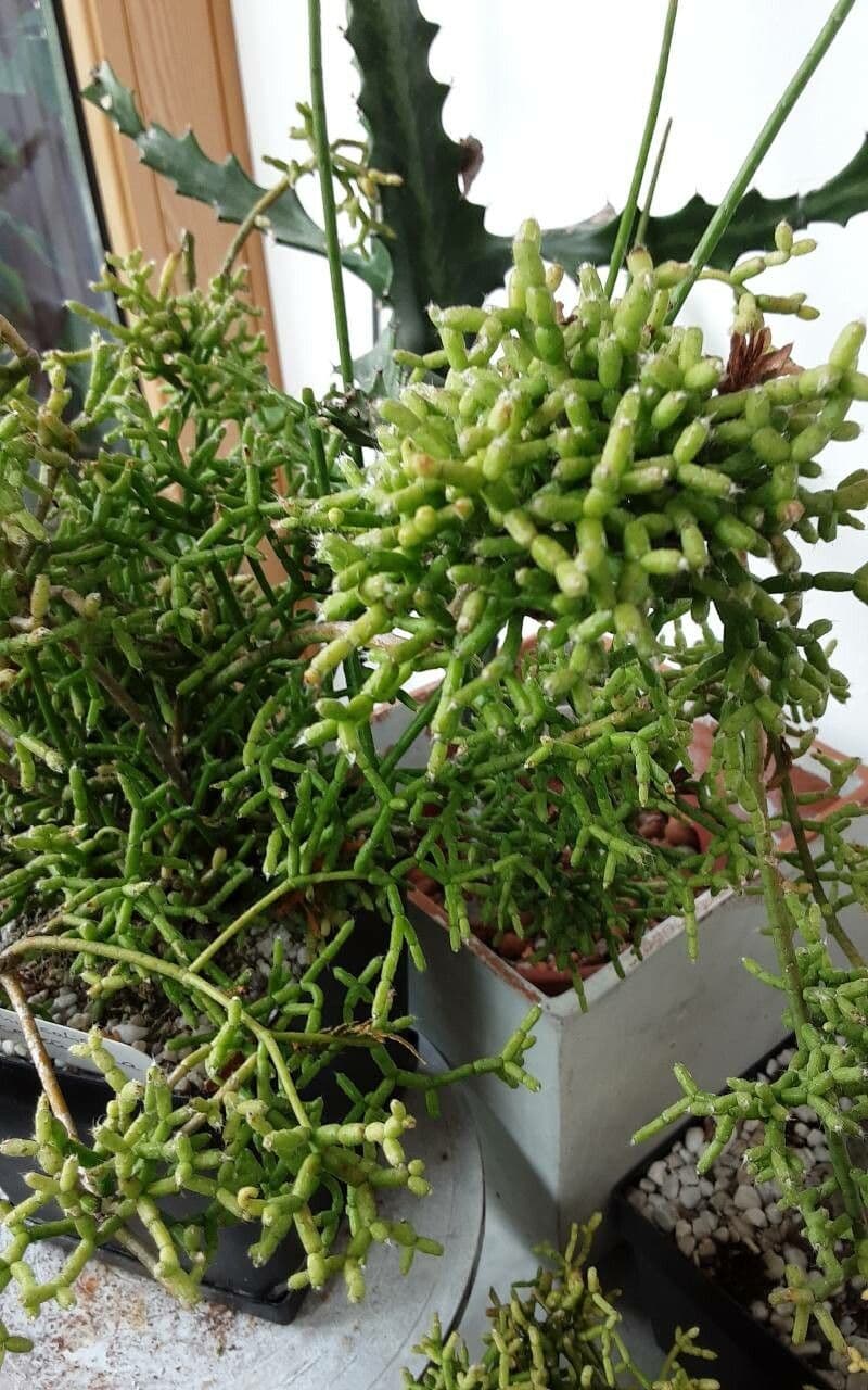 Cactus corail 19