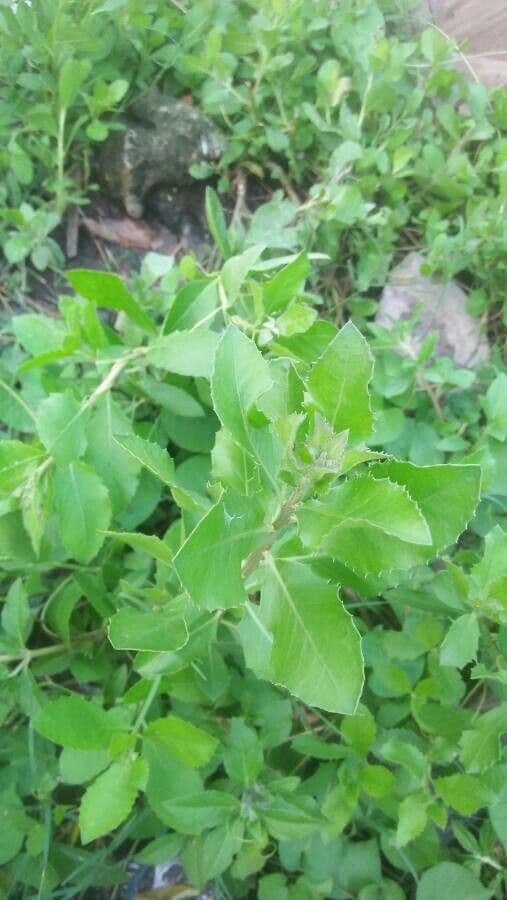 Pluchea indica 12
