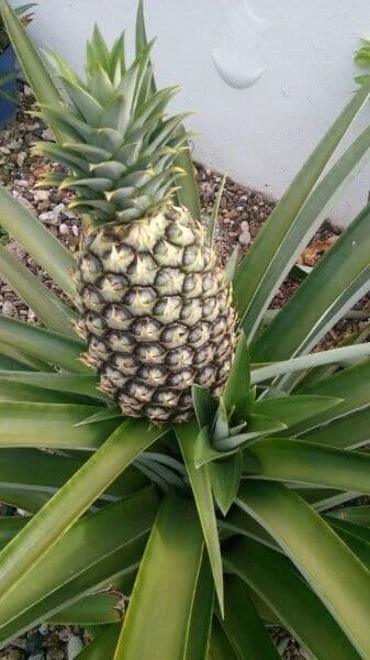 Ananas 5