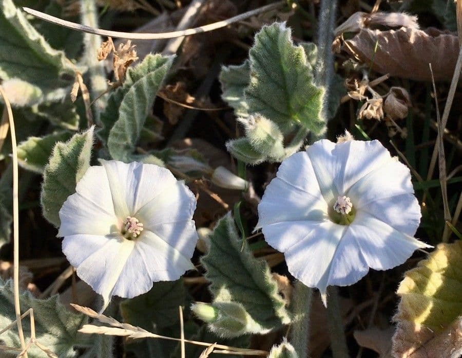 Powój 3