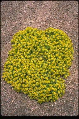 Lepidio giallo 7