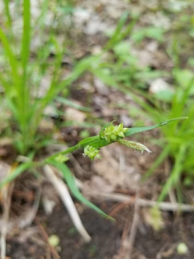 Östliche Waldsege 5
