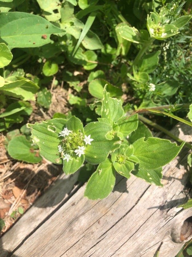 Richardia scabra 3