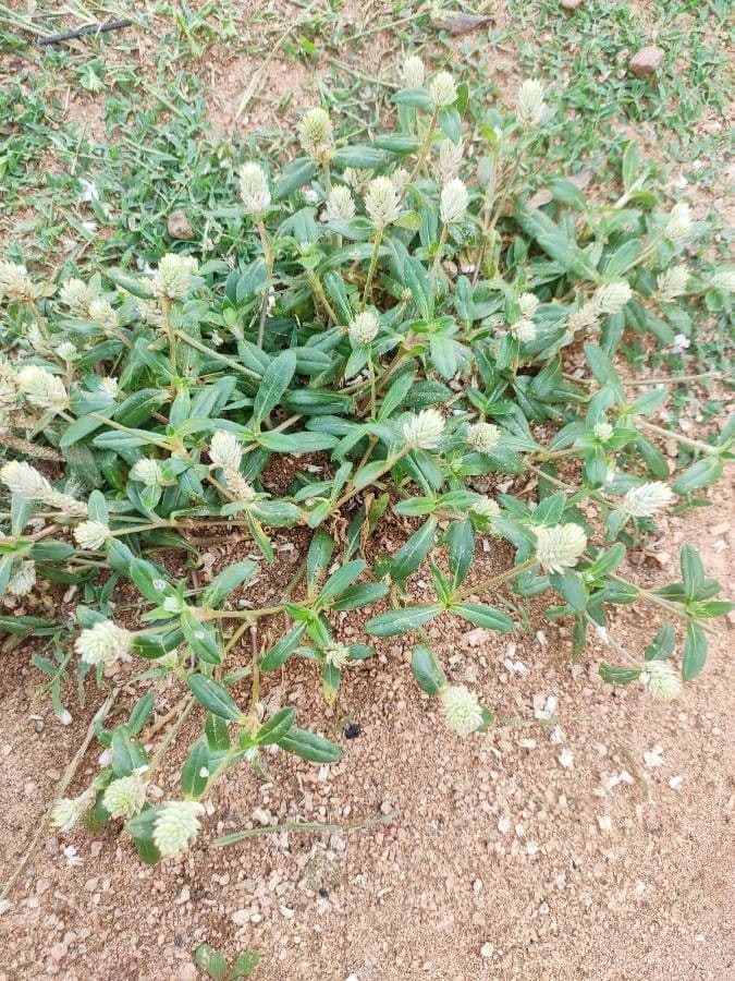 Gomphrena 13