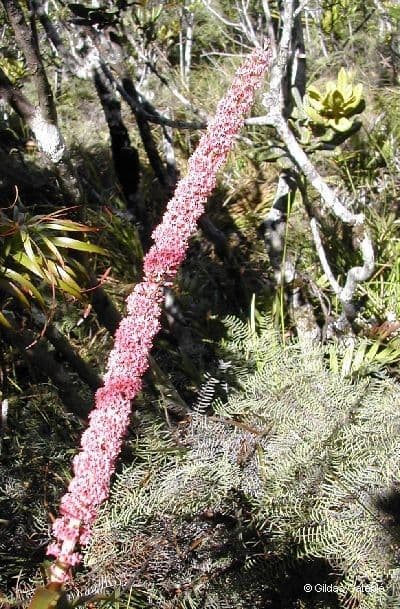 Dracophyllum 10