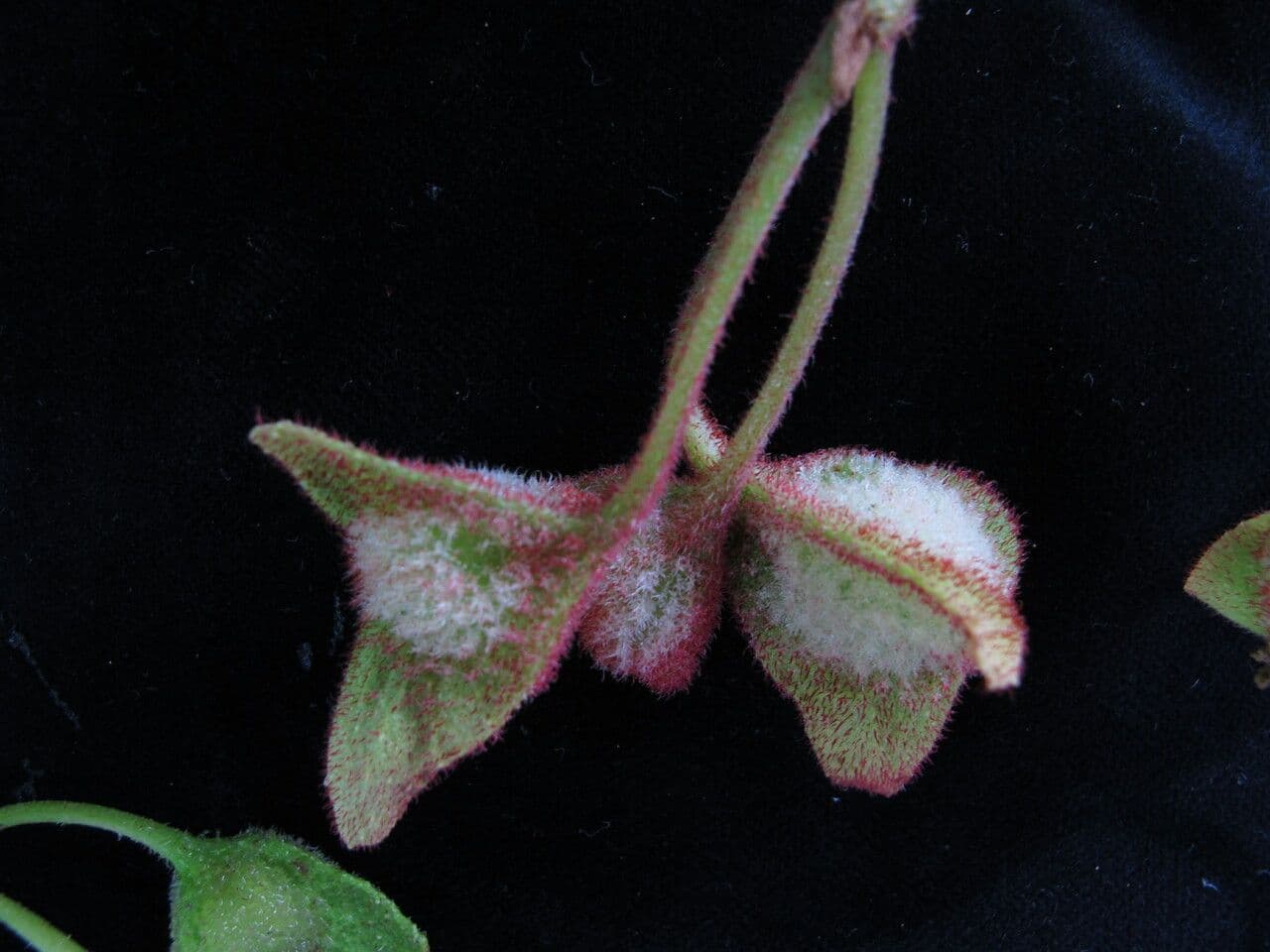 Begonia dipinta 4