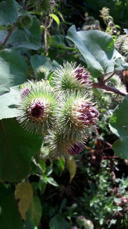 Bardana selvatica 6
