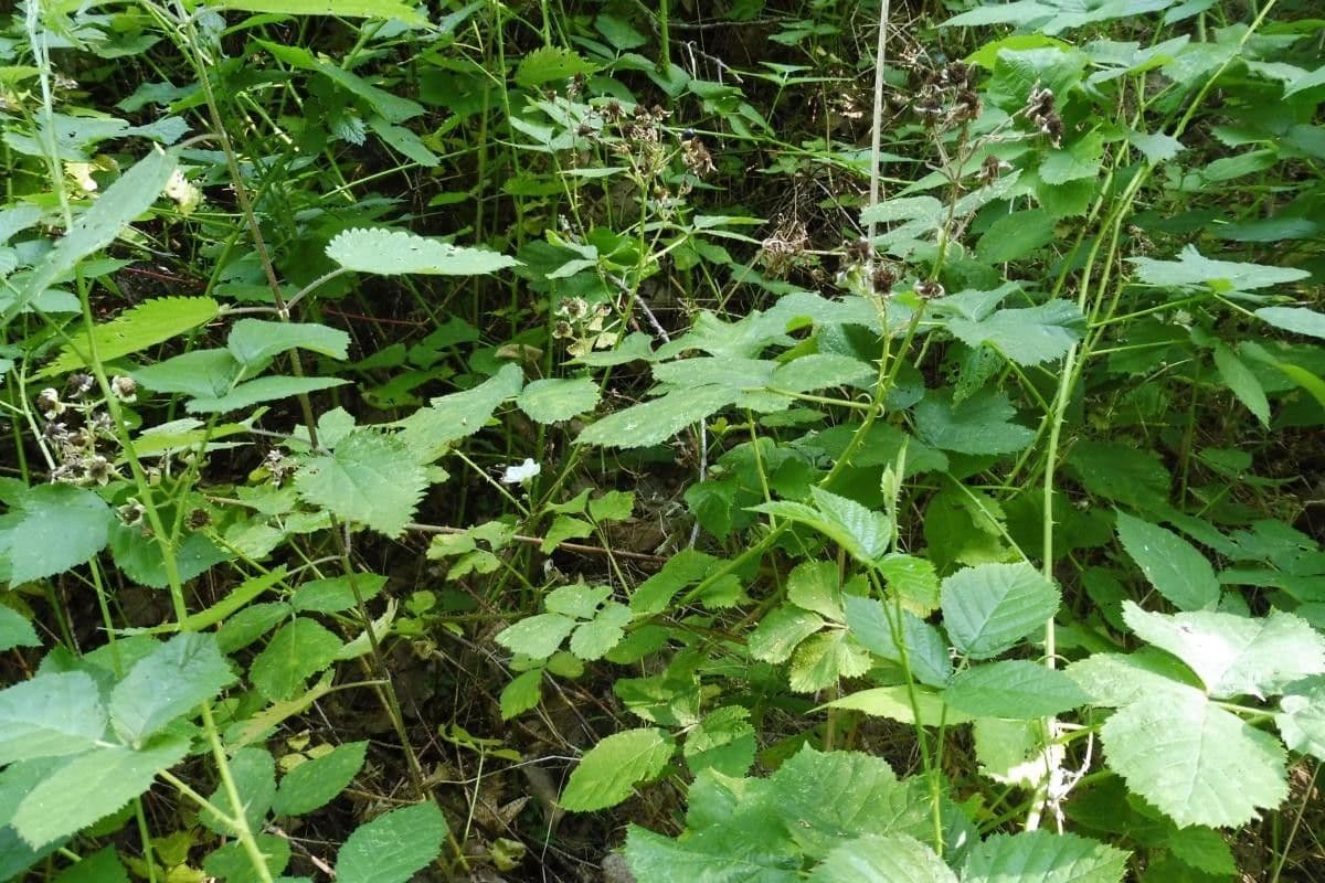 Rubus nemorosus 7