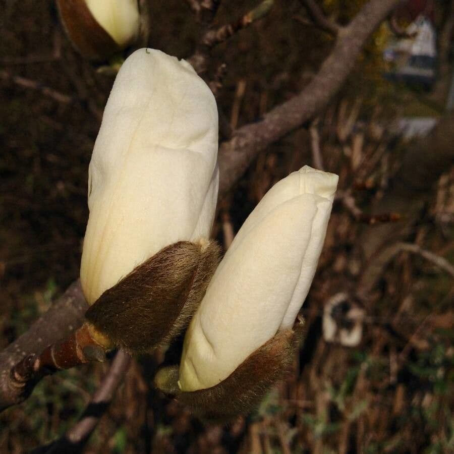 Magnolia denudata 10