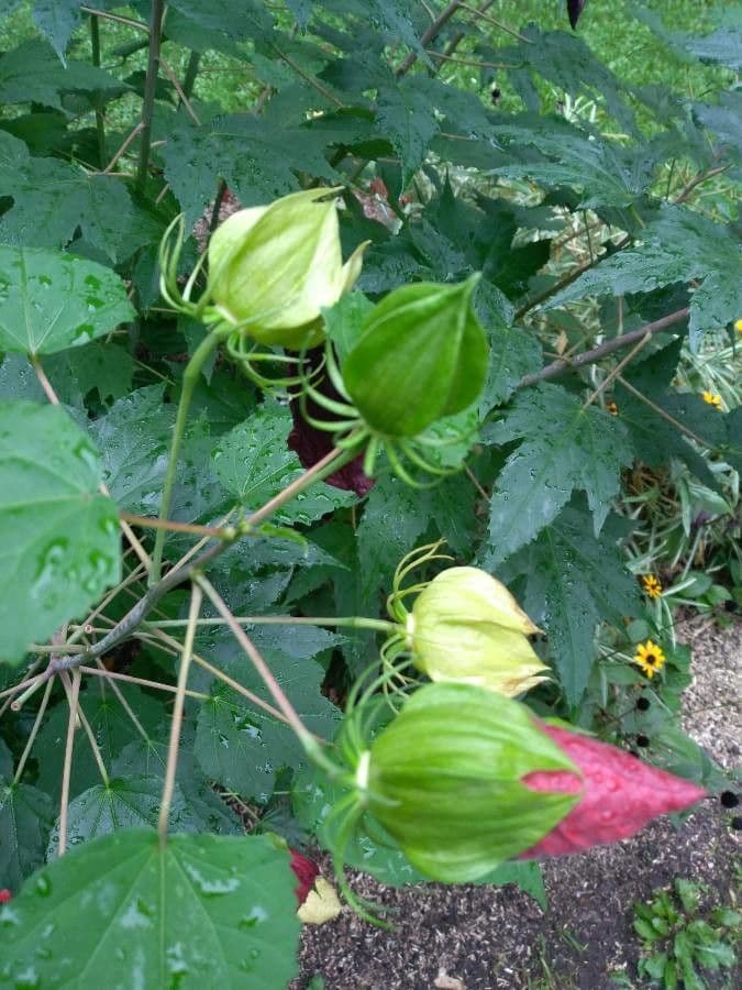 Ibisco delle paludi 29