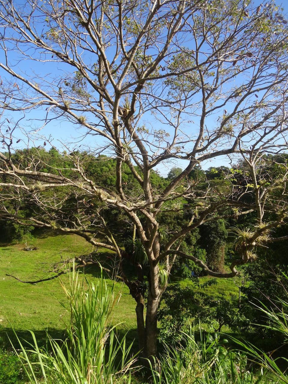 Hymenaea courbaril 7