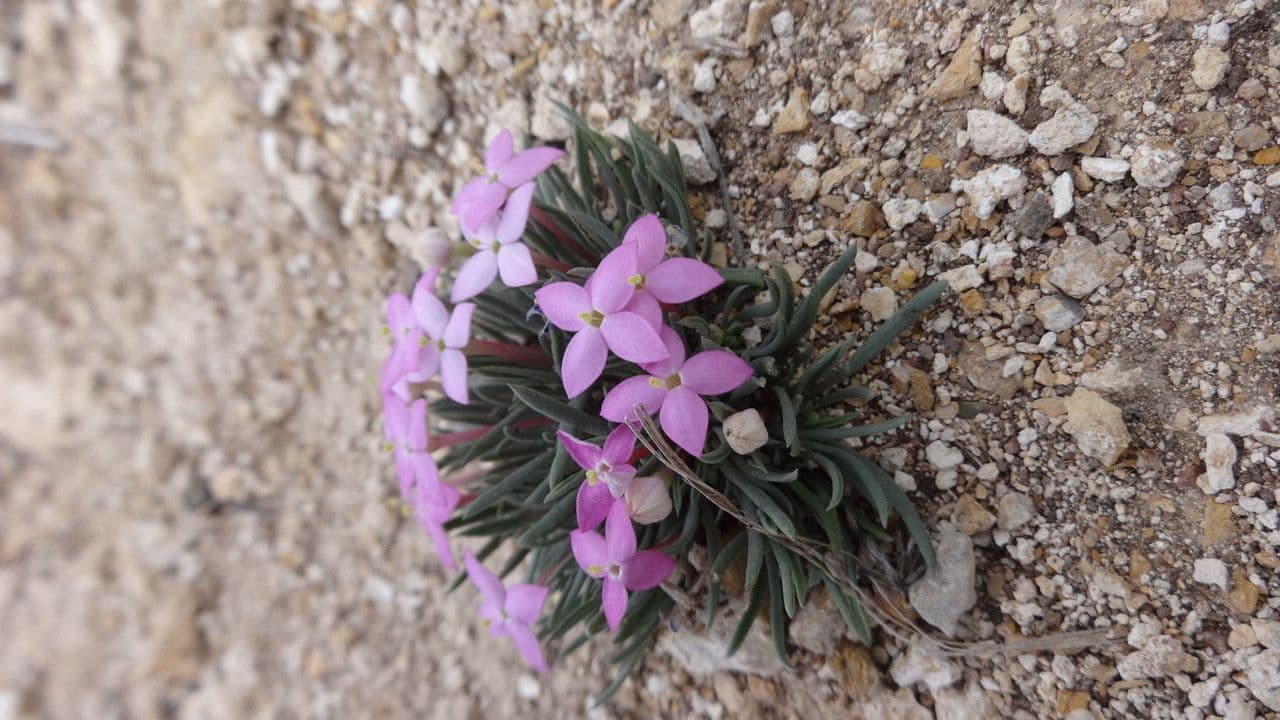 Houstonia rossa 5