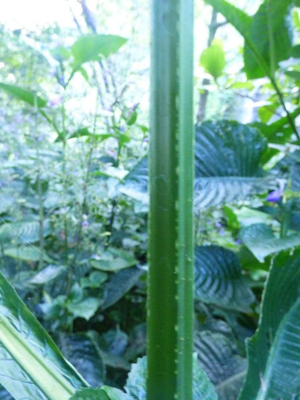 Brillantaisia 20