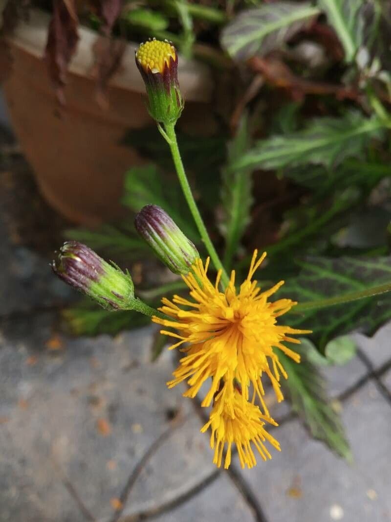 Gynura