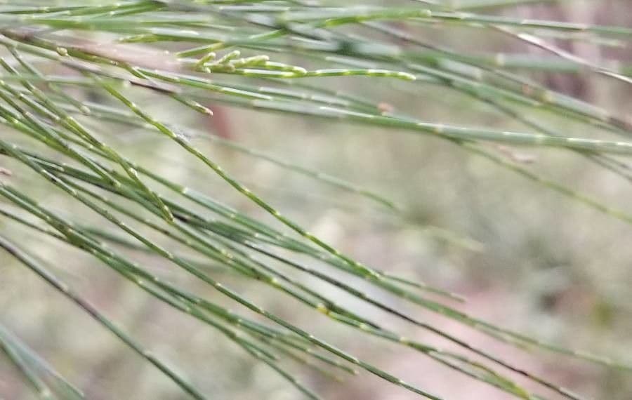 Alokazuarina torulosa 7