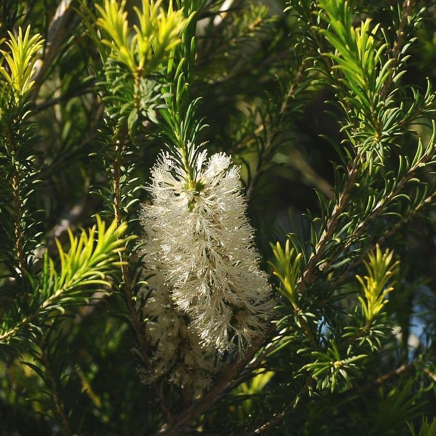 Melaleuca armillaris 17