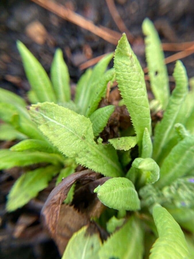 Primula denticolata 15