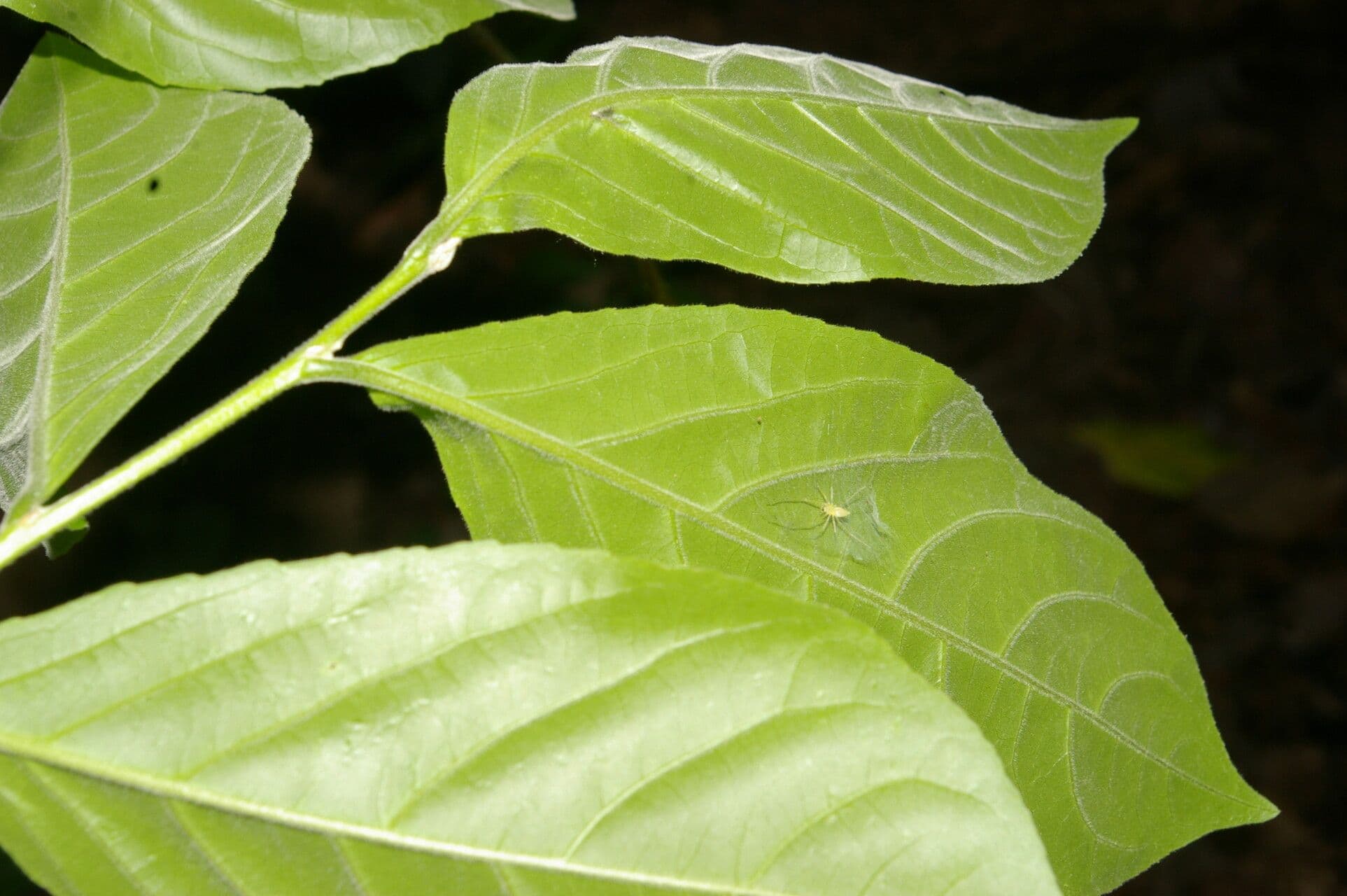 Casearia 3