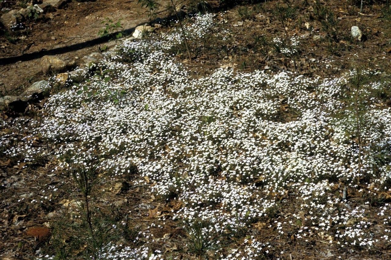 Houstonia azzurra 19