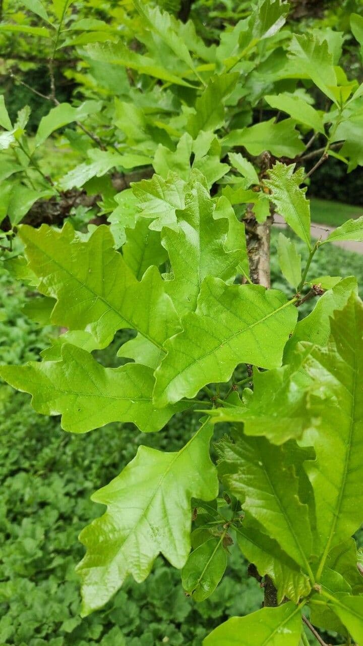 Quercia lira 4