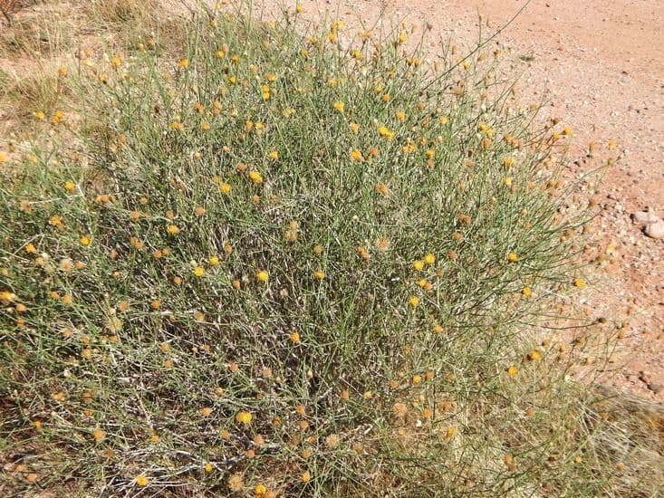 Bebbia juncea 14