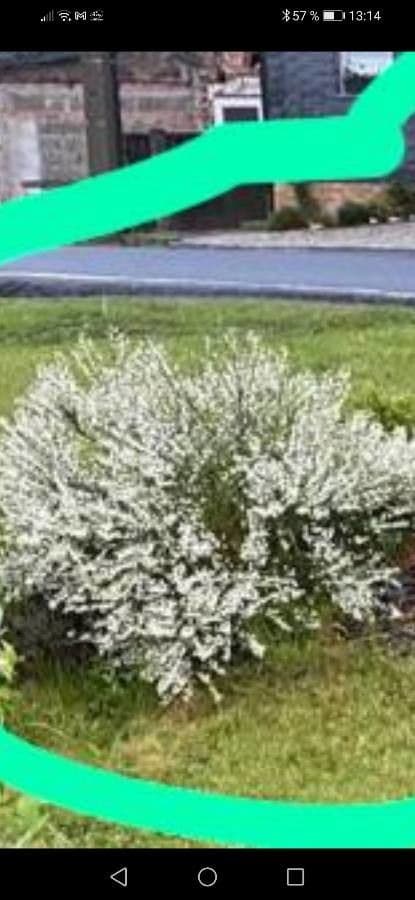 Olearia