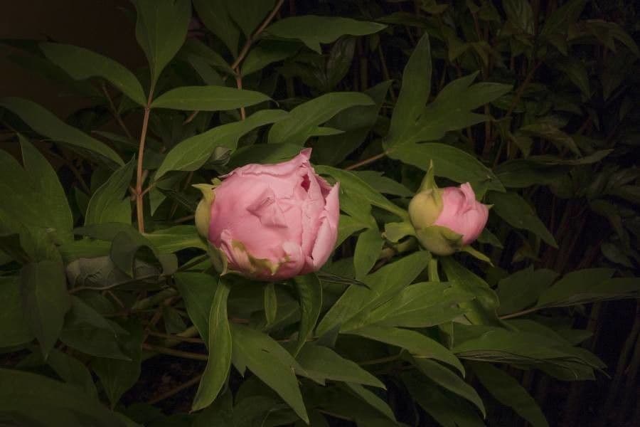 Peonia Corsa 5